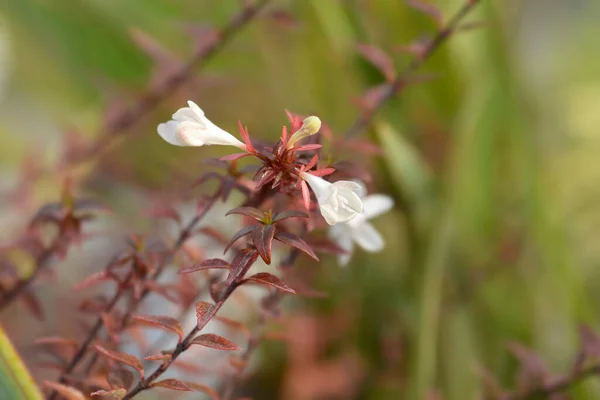 Glossy Abelia Vit Blomma Latinskt Namn Abelia Grandiflora — Stockfoto