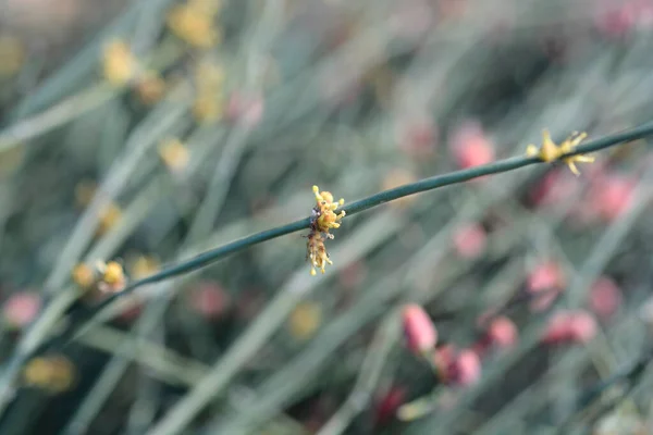 Leafless Ephedra Flowers Латинська Назва Ephedra Foeminea Ephedra Fragilis Subsp — стокове фото