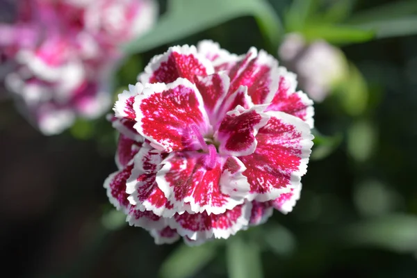 Ροζ Και Λευκό Γαρύφαλλο Λατινική Ονομασία Dianthus Caryophyllus — Φωτογραφία Αρχείου