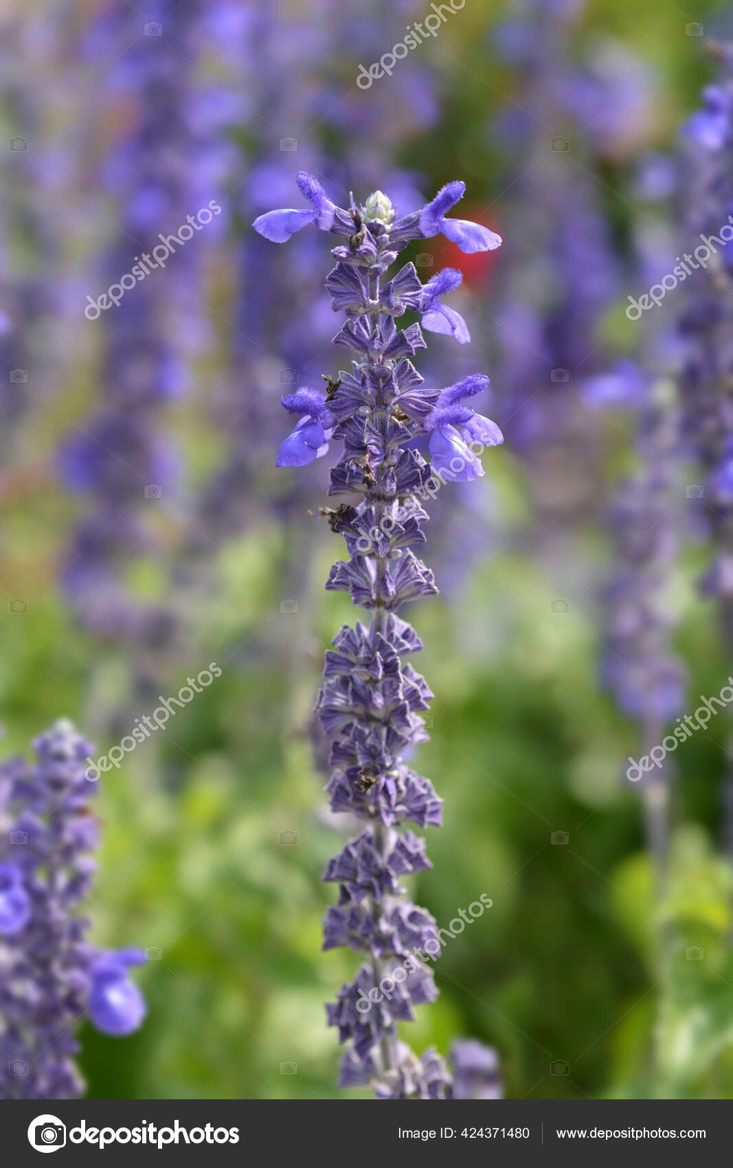 Balcan Clary花 ラテン語名 サルビア ネモロサ ストック写真 C Nahhan