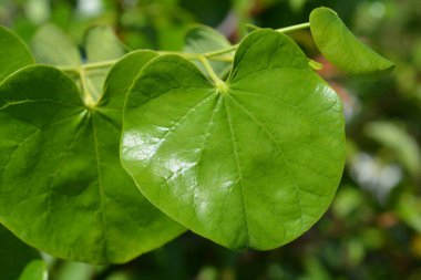 Texas White Redbud leaves - Latin name - Cercis canadensis var. texensis Texas White clipart