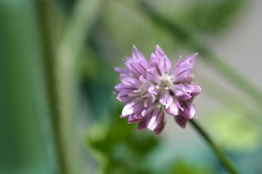 Frenk soğanı - Latince adı - Allium schoenoprasum