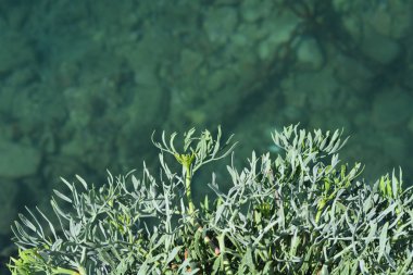 Deniz rezene yaprakları - Latince adı - Crithmum maritimum
