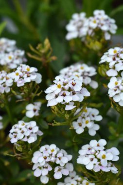 Evergreen Candy - Latince adı - İberis sempervirens