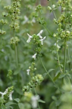 Sert çalı çiçekleri - Latince adı - Stachys recta