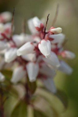 Japon piercing şenlik ateşi çiçekleri - Latince adı - Pieris japonica şenlik ateşi