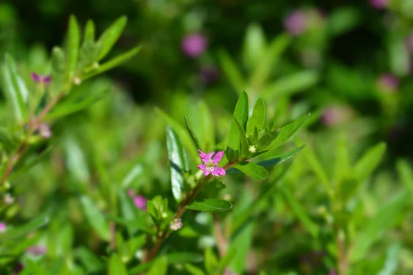 Falso Flor Urze Nome Latino Cuphea Hyssopifolia — Fotografia de Stock