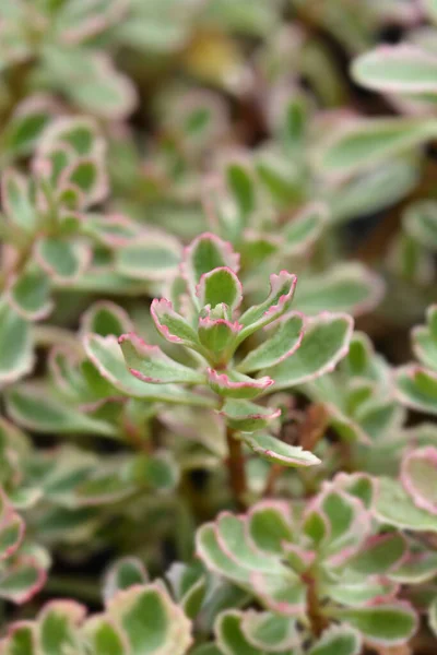 Stonecrop Tricolor Latinský Název Sedum Spurium Phedimus Spurius — Stock fotografie