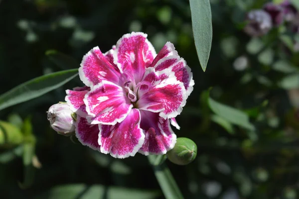 Flor Cravo Rosa Branca Nome Latino Dianthus Caryophyllus — Fotografia de Stock