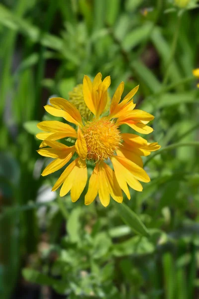 Żółty Koc Kwiat Łacińska Nazwa Gaillardia Grandiflora — Zdjęcie stockowe