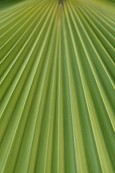 Abanico Australiano Detalle Hoja Palmera Nombre Latino Livistona Australis — Foto de Stock