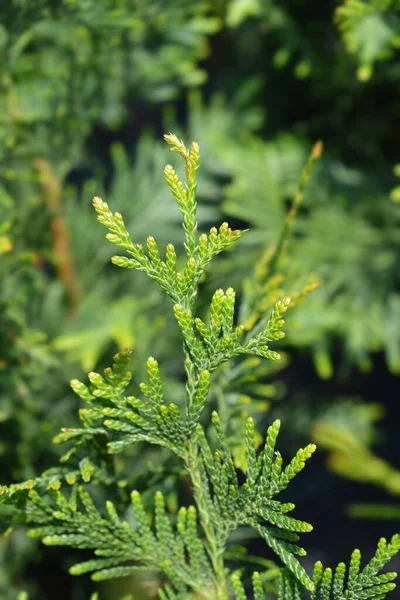 Can Can Arborvitae Branch Latin Name Thuja Plicata Can Can — Stock Photo, Image