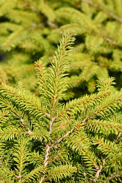 Little Gem Norway Spruce Latin Name Picea Abies Little Gem — Stock Photo, Image