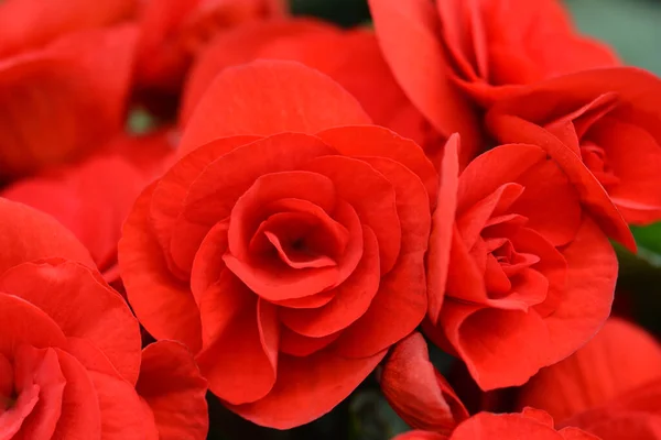 Röd Vinterblommande Begonia Latinskt Namn Begonia Hiemalis Begonia Elatior Hybrider — Stockfoto