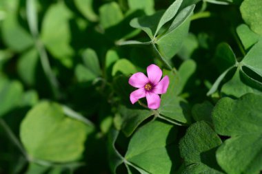 Pembe tahta doru - Latince adı - Oxalis articulata