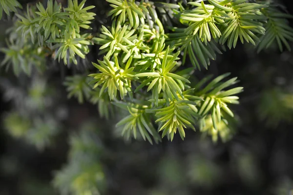 Irish Yew Leaves Λατινική Ονομασία Taxus Baccata — Φωτογραφία Αρχείου