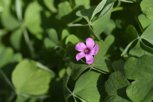 Pink Wood Sorrel Латинское Название Oxalis Articulata — стоковое фото