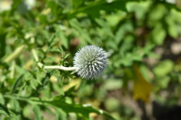 Flor Del Globethistle Del Sur Nombre Latino Echinops Ritro —  Fotos de Stock