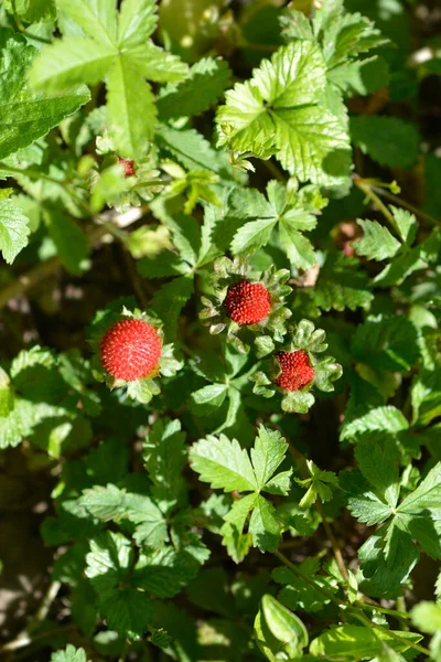 Indische Erdbeere Lateinischer Name Duchesnea Indica Potentilla Indica — Stockfoto