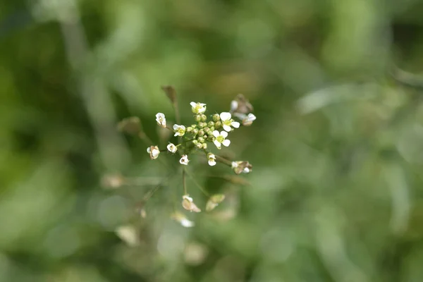 Shepherds Purse Flowers Latin Name Capsella Bursa Pastoris — Stock Photo, Image