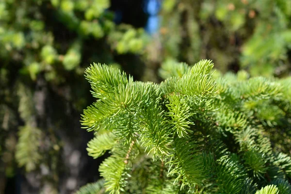 Colorado Blaufichte Lateinischer Name Picea Pungens — Stockfoto