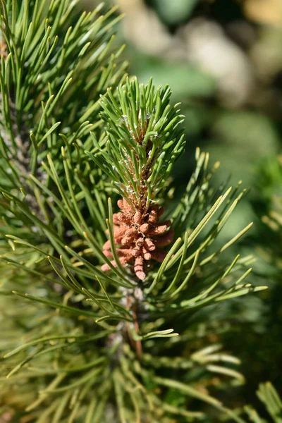 Dwarf Mountain Pine Mughus Latin Name Pinus Mugo Mughus Stock Photo