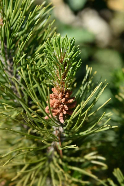 Dwarf mountain pine Mughus - Latin name - Pinus mugo Mughus — Stock Image Dwarf Mountain Pine Mughus Latin Name Pinus Mugo Mughus Royalty Free Stock Images