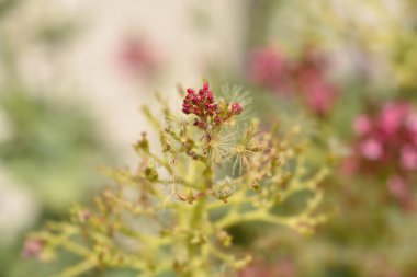 Kırmızı kediotu - Latince adı - Centranthus ruber