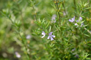 Kıyı biberiyesi - Latince adı - Westringia fruticosa