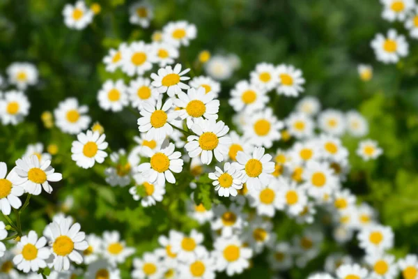 황금빛 꽃봉오리 라틴어 Tanacetum Parthenium Aureum Cisantemum Parthenium Aureum — 스톡 사진