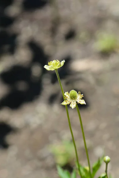 Wysokie Kwiaty Anemonu Łacińska Nazwa Anemone Virginiana — Zdjęcie stockowe