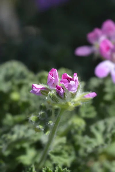 Sötdoftande Pelargon Latinskt Namn Pelargonium Graveolens — Stockfoto