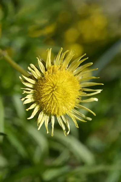 Zonnebloem Latijnse Naam Berkheya Radula — Stockfoto