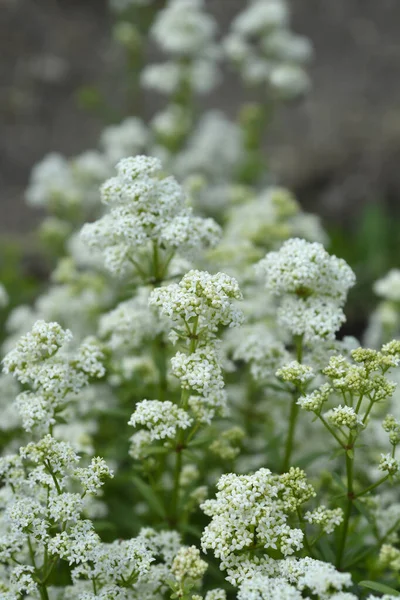 Europese Bedstro Witte Bloemen Latijnse Naam Galium Rubioides — Stockfoto