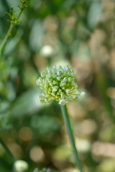 Flor Cebola Jardim Nome Latino Allium Cepa — Fotografia de Stock