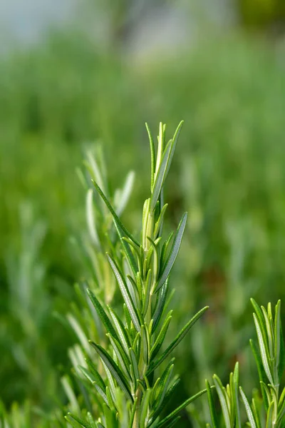 Rosemary Leaves Latin Name Rosmarinus Officinalis — Stock Photo, Image