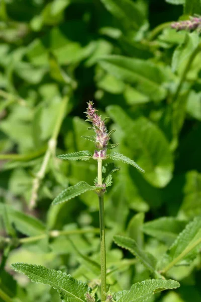 Purple Betony Flower Bud Latin Name Stachys Officinalis Betonica Officinalis — Stock Photo, Image