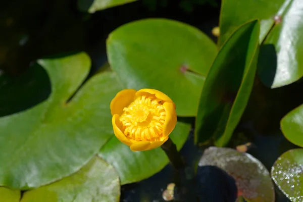 Lírio Água Amarela Nome Latino Nuphar Lutea — Fotografia de Stock