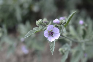 Genel Marsh Mallow - Latince adı - Althaea officinalis