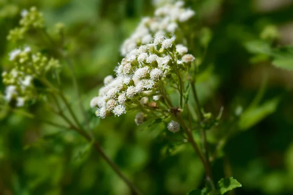 Bílý Had Latinské Jméno Ageratina Altissima — Stock fotografie