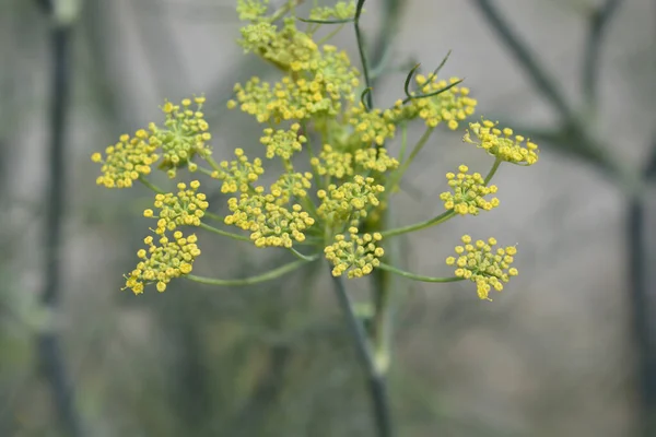 Květy Fenyklu Latinský Název Foeniculum Vulgare — Stock fotografie