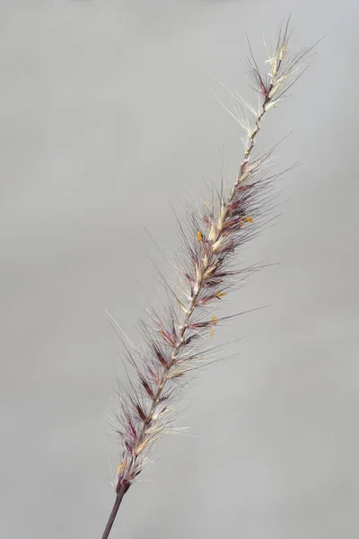 Fontaine Herbe Rubrum Fleur Nom Latin Pennisetum Advena Rubrum — Photo