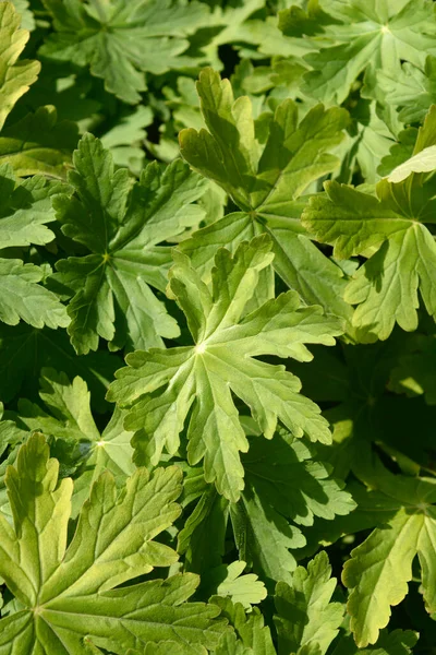 Rock Cranesbill Leaves Latin Name Geranium Macrorrhizum — Stock Photo, Image