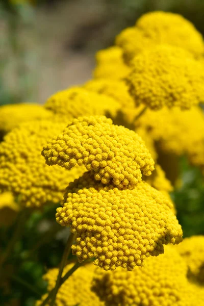 Χρυσό Πιάτο Yarrow Λουλούδια Λατινική Ονομασία Achillea Filipendulina Χρυσό Πιάτο — Φωτογραφία Αρχείου