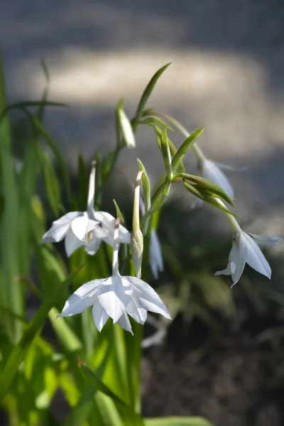 Fiori Gladiolo Abissini Nome Latino Gladiolus Murielae — Foto Stock