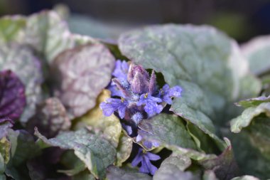 Bugle Burgundy Parıltısı - Latince adı - Ajuga reptans Burgundy Parıltısı