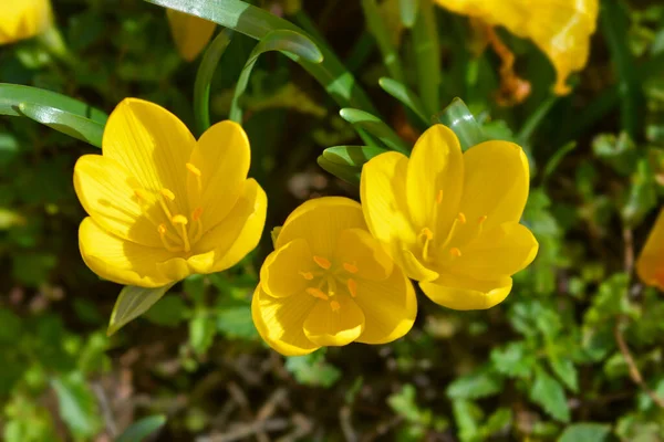 Zimowy Żonkil Żółte Kwiaty Łacińska Nazwa Sternbergia Lutea — Zdjęcie stockowe