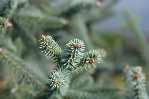 Kék Spanyol Fenyőág Latin Név Abies Pinsapo Glauca — Stock Fotó