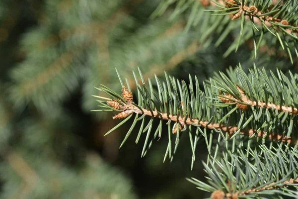 Норвежская Ветвь Латинское Название Picea Abies — стоковое фото