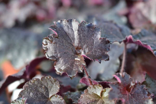 Palats Purple Coral Bells Blad Latinskt Namn Heuchera Micrantha Palace — Stockfoto